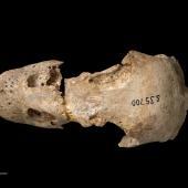 North Island goose. Skull, dorsal. Te Papa S.035700. Wheturau Quarry, Gisborne. Image &copy; Te Papa