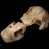 North Island goose. Skull, oblique. Te Papa S.035700. Wheturau Quarry, Gisborne. Image &copy; Te Papa