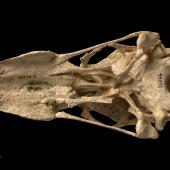 South Island goose. Skull, ventral. Te Papa S.035266. Chatto Creek, Otago. Image &copy; Te Papa