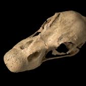 South Island goose. Skull, oblique. Te Papa S.035266. Chatto Creek, Otago. Image &copy; Te Papa