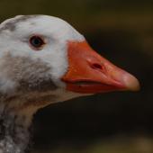 Greylag goose | Kuihi. Adult head. Lake Rotorua, February 2009. Image &copy; Peter Reese by Peter Reese