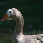 Greylag goose. Adult female. Western Springs, Auckland, March 2016. Image &copy; George Curzon-Hobson by George Curzon-Hobson