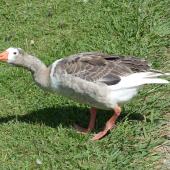 Greylag goose. Fledgling. Waimanu Lagoon, Waikanae, February 2015. Image &copy; Alan Tennyson  by Alan Tennyson