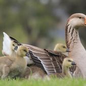 Greylag goose. Adult with young. Anderson Park, Taradale, Napier, October 2011. Image &copy; Adam Clarke by Adam Clarke
