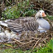 Greylag goose | Kuihi. Feral female on nest. Hamurana Springs, September 2012. Image &copy; Raewyn Adams by Raewyn Adams
