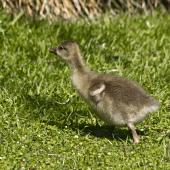 Greylag goose. Domestic pilgrim gosling. Katikati, October 2011. Image &copy; Raewyn Adams by Raewyn Adams