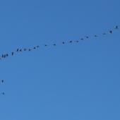 Canada goose. Flock flying in formation (skein). Wairau Lagoons, September 2019. Image &copy; Derek Templeton by Derek Templeton take.aim.kiwi@gmail.com