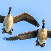 Canada goose | Kuihi. Two birds about to land. Wairau River, January 2020. Image &copy; Derek Templeton by Derek Templeton take.aim.kiwi@gmail.com