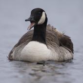 Canada goose. Front view of adult on water. Lake Taupo. Image &copy; Jenny Atkins by Jenny Atkins www.jennifer-m-pics.ifp3.com