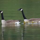Canada goose. Adult pair with goslings. Lake Okareka. Image &copy; Noel Knight by Noel Knight