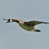 Canada goose. Side view of adult in flight. Mataitai shellbank, Clevedon-Kawakawa Bay Road. Image &copy; Noel Knight by Noel Knight