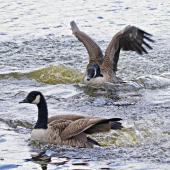 Canada goose. Aggressive chasing on water. Tauranga, March 2012. Image &copy; Raewyn Adams by Raewyn Adams