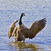 Canada goose. Adult beating its wings. Tauranga, July 2012. Image &copy; Raewyn Adams by Raewyn Adams