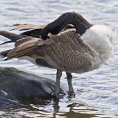 Canada goose. Adult preening. Tauranga, February 2012. Image &copy; Raewyn Adams by Raewyn Adams
