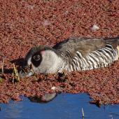 Pink-eared duck. Adult feeding amongst azolla. Canberra, Australia, May 2017. Image &copy; R.M. by R.M.