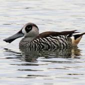 Pink-eared duck. Adult on water. Perth, April 2014. Image &copy; Duncan Watson by Duncan Watson