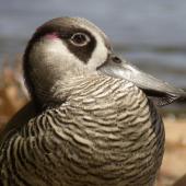 Pink-eared duck. Close-up of adult head. Perth, Western Australia, December 2006. Image &copy; Philip Griffin by Philip Griffin