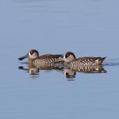 Pink-eared duck. Adult pair. Port Wakefield, South Australia, March 2017. Image &copy; John Fennell by John Fennell