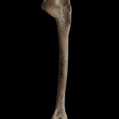 New Zealand blue-billed duck. Holotype (left humerus).  Gift of the Hastings Cultural Centre, 1982. Specimen registration no.S.001081; image no. MA_I062017. Bed XII.2, Poukawa, November 1967. Image &copy; Te Papa See Te Papa website: http://collections.tepapa.govt.nz/objectdetails.aspx?irn=369596&amp;term=S.001081