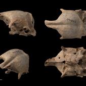 New Zealand musk duck. Composite image, four views of a cranium. Te Papa S.022160. Poukawa, Hawke's Bay. Image &copy; Te Papa