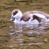 Paradise shelduck. Duckling. Korokoro dam, Belmont Regional Park, November 2015. Image &copy; Paul Le Roy by Paul Le Roy