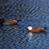 Paradise shelduck. Pair on water. Wairarapa, August 2009. Image &copy; Peter Reese by Peter Reese