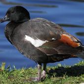 Paradise shelduck. Adult male. Wanganui, August 2012. Image &copy; Ormond Torr by Ormond Torr