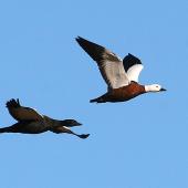 Paradise shelduck. Adult male (left) and female in flight. Wanganui, April 2010. Image &copy; Ormond Torr by Ormond Torr