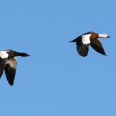 Paradise shelduck. Male and female in flight. Wanganui, April 2010. Image &copy; Ormond Torr by Ormond Torr