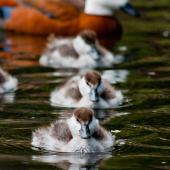 Paradise shelduck. Ducklings (with adult female in background). Dunedin Botanic Gardens, November 2013. Image &copy; Nathan Hill by Nathan Hill
