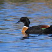 Chestnut-breasted shelduck. Adult male swimming. Lake Cargelligo, New South Wales, September 2019. Image &copy; Brian O'Leary 2019 birdlifephotography.org.au by Brian O'Leary