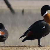 Chestnut-breasted shelduck. Adult male (right) and female (left). Bungendore, New South Wales, June 2017. Image &copy; RM by RM