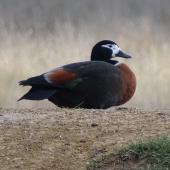Chestnut-breasted shelduck. Adult female. Bungendore, New South Wales,  Australia, June 2017. Image &copy; RM by RM