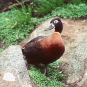 Chestnut-breasted shelduck. Adult female. Snares Islands, December 1984. Image &copy; Colin Miskelly by Colin Miskelly