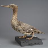 Auckland Island merganser | Miuweka. Mounted specimen. Specimen registration no. OR.001357; image no. MA_I156484. Auckland Islands, June 1902. Image &copy; Te Papa See Te Papa website: http://collections.tepapa.govt.nz/objectdetails.aspx?irn=530567&amp;term=OR.001357