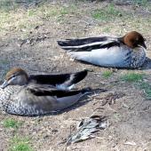 Australian wood duck. Pair in captivity (female in foreground). Lone Pine, Brisbane, August 2005. Image &copy; Peter Frost by Peter Frost