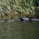 Australian wood duck. Adult pair (female on right) with young ducklings. First New Zealand breeding record. Waimea, Nelson, October 2015. Image &copy; Willie Cook by Willie Cook