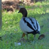 Australian wood duck. Adult male. Gold Creek Reservoir, Brisbane, July 2015. Image &copy; Heather Smithers by Heather Smithers