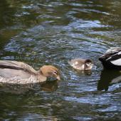Australian wood duck. Adult pair with chick. Sydney,  New South Wales,  Australia, October 2015. Image &copy; Duncan Watson by Duncan Watson