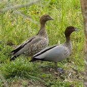 Australian wood duck. Adult female (left) and adult male. Mapua, Nelson, October 2017. Image &copy; Rebecca Bowater by Rebecca Bowater www.floraandfauna.co.nz