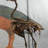 Finsch's duck | Manutahora. Fossil skeleton in Otago Museum. Earnscleugh Cave, Central Otago. Image &copy; Alan Tennyson and Otago Museum by Alan Tennyson