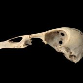 Finsch's duck | Manutahora. Skull, lateral. Te Papa S.038931. Castle Rocks, Southland. Image &copy; Te Papa