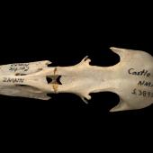 Finsch's duck | Manutahora. Skull, dorsal. Te Papa S.038931. Castle Rocks, Southland. Image &copy; Te Papa