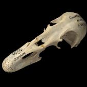Finsch's duck | Manutahora. Skull, oblique. Te Papa S.038931. Castle Rocks, Southland. Image &copy; Te Papa