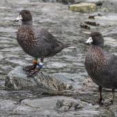 Whio | Blue duck. Adult female on left (banded), adult male on right. Routeburn north branch, Mt Aspiring National Park, February 2016. Image &copy; Ron Enzler by Ron Enzler http://www.therouteburntrack.com