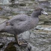 Whio | Blue duck. Fledgling. Routeburn north branch, February 2016. Image &copy; Ron Enzler by Ron Enzler http://www.therouteburntrack.com