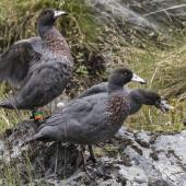 Blue duck. Adult female (banded), adult male in foreground, and fledgling. Routeburn north branch, February 2016. Image &copy; Ron Enzler by Ron Enzler http://www.therouteburntrack.com