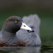 Whio | Blue duck. Adult. Fiordland, December 2010. Image &copy; Craig McKenzie by Craig McKenzie
