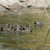 Whio | Blue duck. Pair with nine fledglings. Mangatera River, Ruahine Range, November 2012. Image &copy; Bartek Wypych by Bartek Wypych