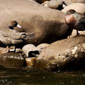 Whio | Blue duck. Pair at rest. Whakapapa River, Owhango, September 2012. Image &copy; Malcolm Pullman by Malcolm Pullman www.pullmanpix.kiwi.nz